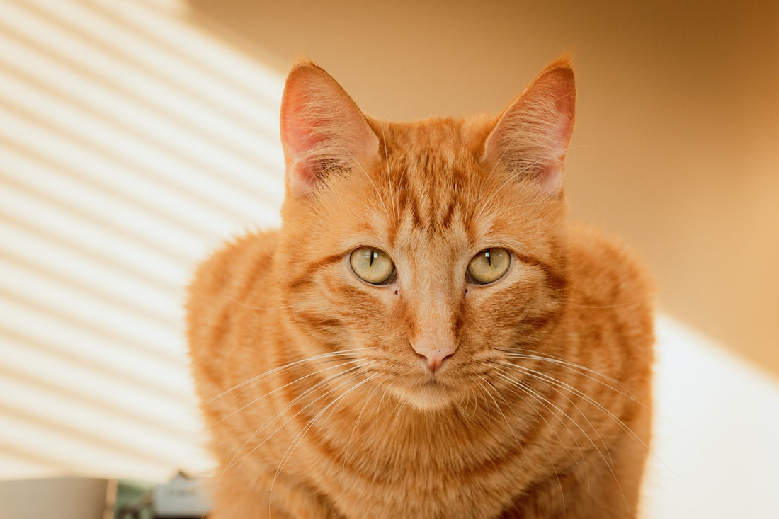 orange tabby cat on white textile