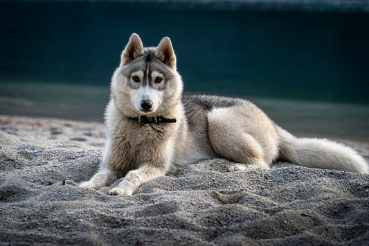 A beautiful husky dog is lying on sand.