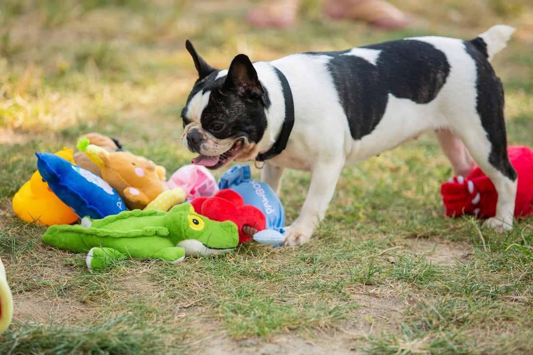 A french bulldog plays with its colorful toys.