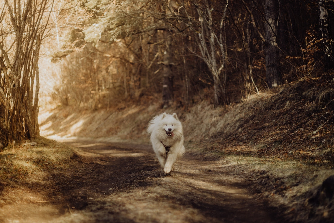 A white dog runs down a sunny dirt road.