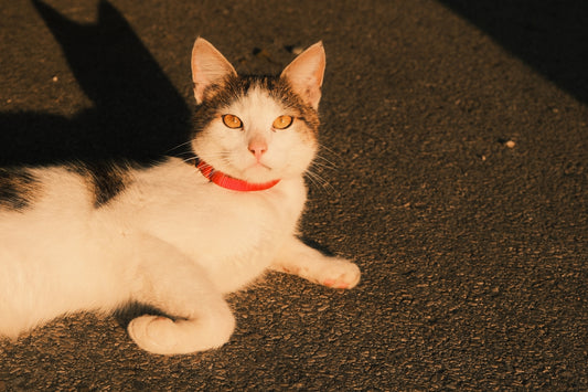 A cat with a red collar lies on the ground.