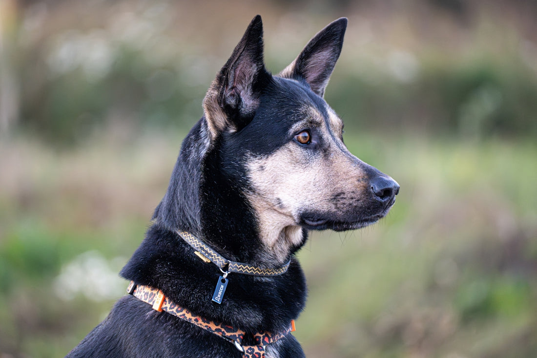 A black and tan dog with alert ears looks right.