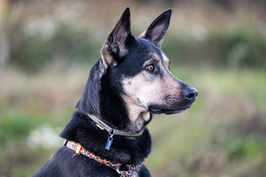 A black and tan dog with alert ears looks right.