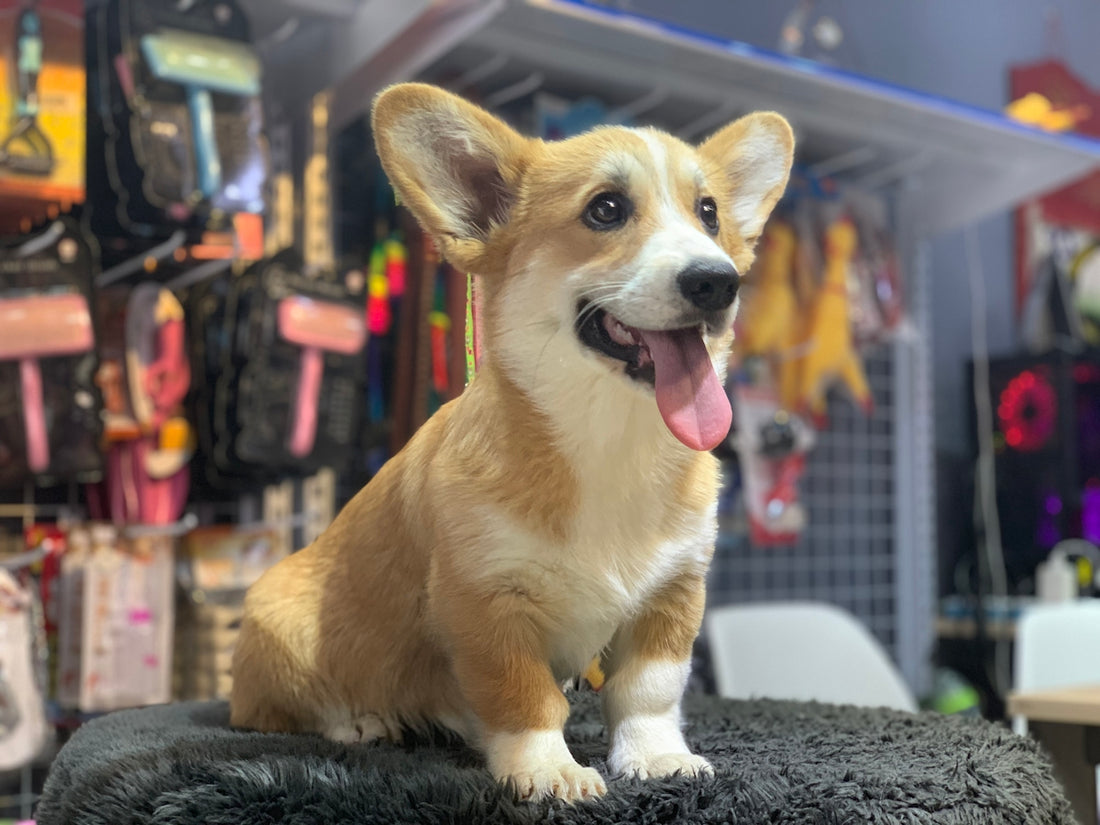 A happy corgi puppy sits on a fuzzy surface.