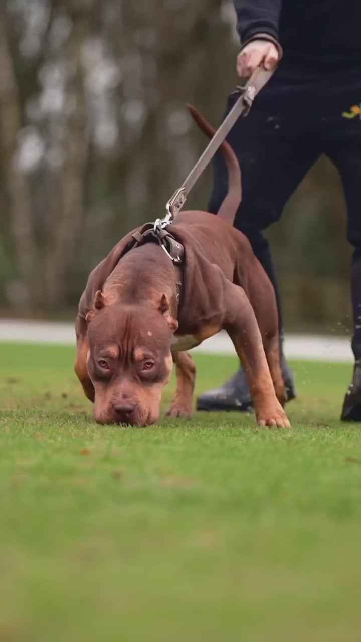 "Aztec" grey dog collar