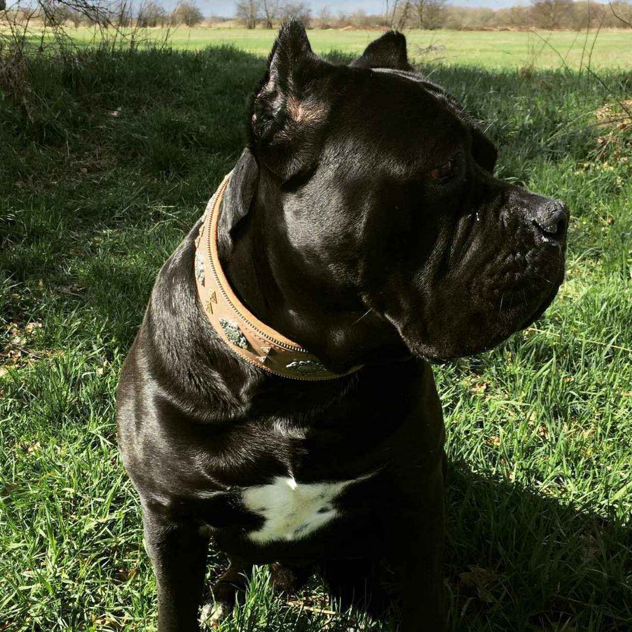 "Aztec" grey dog collar