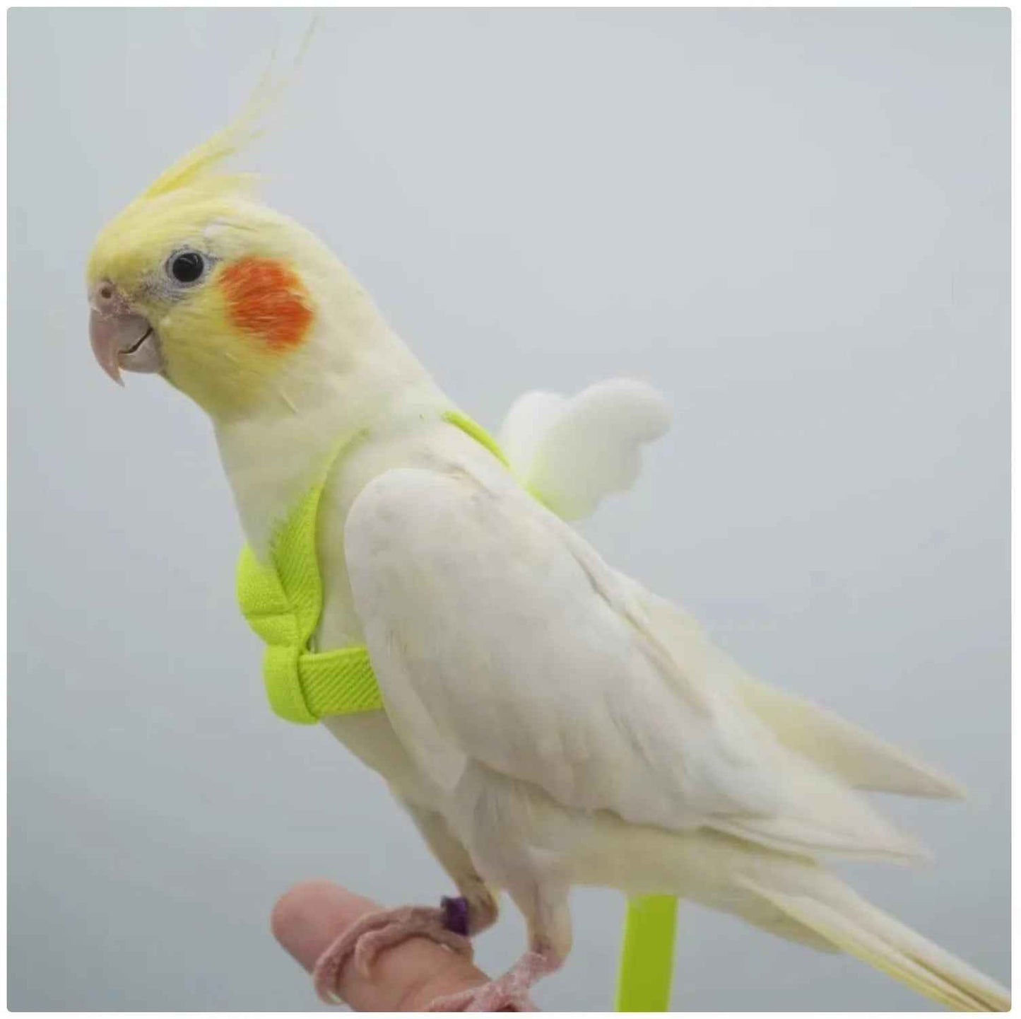 Take Your Feathered Friend for a Stroll! 🦜✨ Adjustable & Safe Parrot Harness with Leash!
