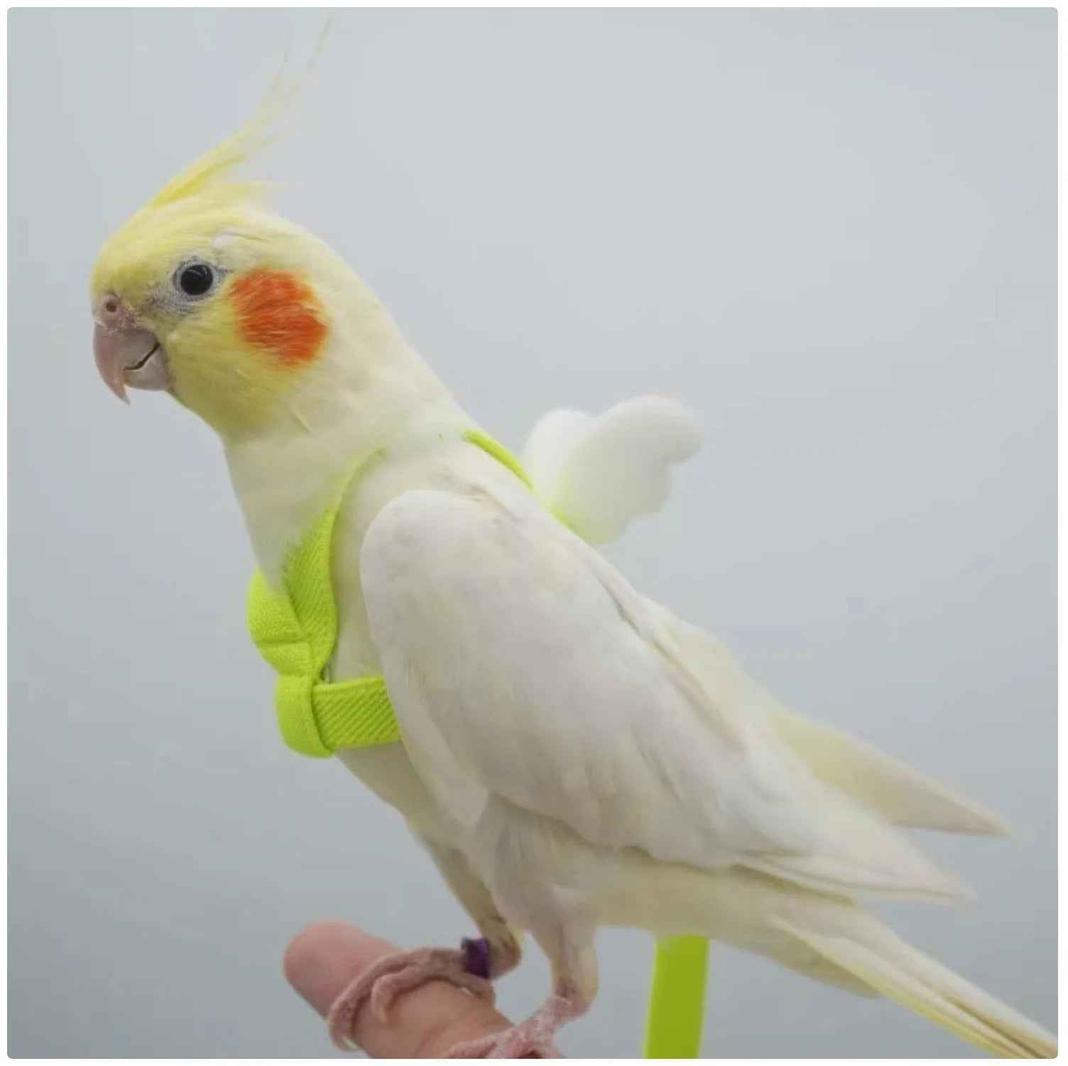 Take Your Feathered Friend for a Stroll! 🦜✨ Adjustable & Safe Parrot Harness with Leash!