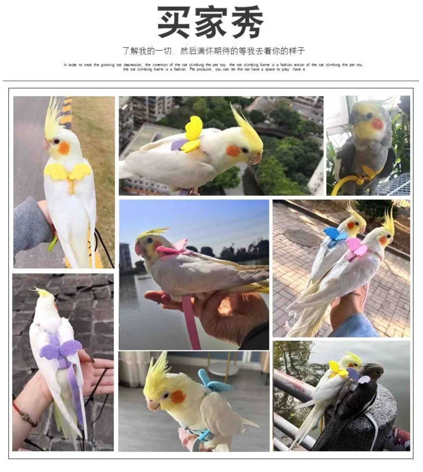 Take Your Feathered Friend for a Stroll! 🦜✨ Adjustable & Safe Parrot Harness with Leash!